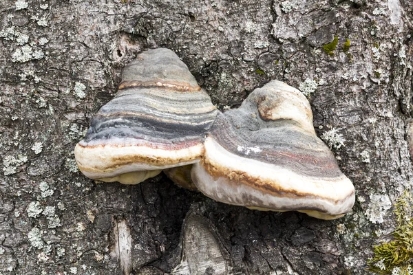 自然林の木ツリー菌の胞子フィード野生生物季節パターン — ストック写真