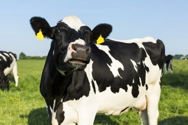 Grimace mucca latte latte bestiame fattoria prato nero natura paesaggio erba campo — Foto Stock