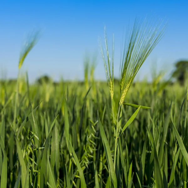 Niwa niebieski niebo pszenicy pole pszenicy żyta pola upraw nasion chleb żytni zdrowe rolnictwo — Zdjęcie stockowe
