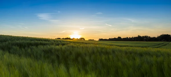 Kukurydza pole pszenicy pola horyzont zachód zmierzch gospodarstwa krajobraz lato pole pszenicy — Zdjęcie stockowe