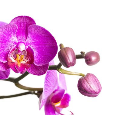 Pembe Beyaz Orkide çiçek flora knopse Oda çiçek dekorasyon çiçek valentin