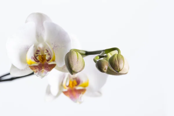 White orchid flower flora knopse room flower decoration flower valentine gift — Stock Photo, Image