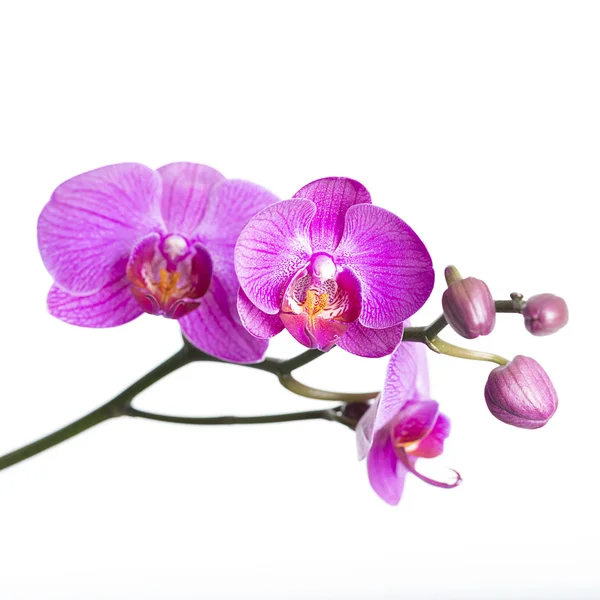 Pink white orchid flower flora knopse room flower decoration flower valentin — Φωτογραφία Αρχείου