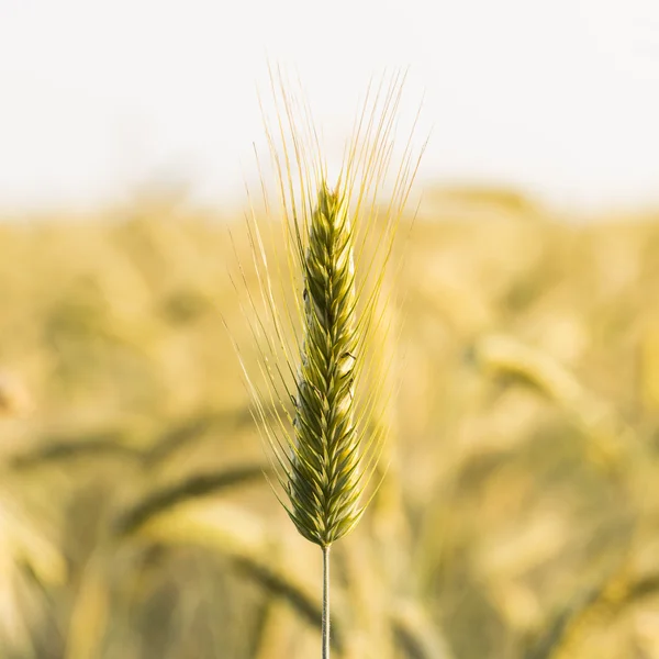 Ear of corn field wheat field wheat grain rye field crop seed rye bread healthy farming — Stock Photo, Image