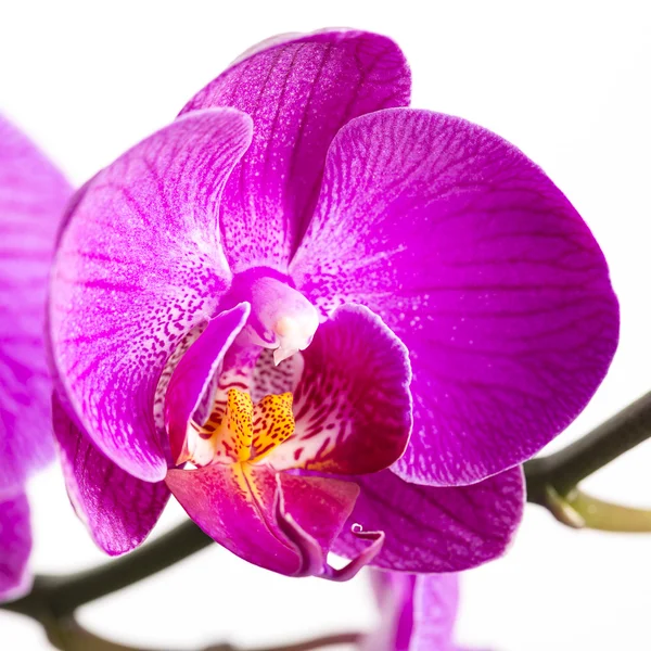 Pink white orchid flower flora knopse room flower decoration flower valentin — 图库照片