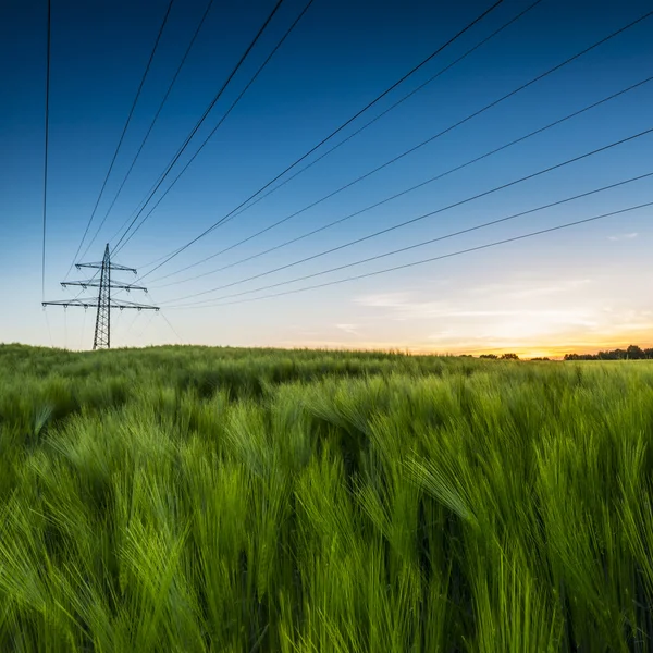 Cornfield power line pylon sunset dusk farm landscape summer wheat field — Stock Photo, Image