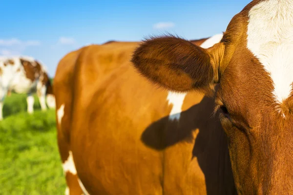 Grimace vaca leche ganado lechero granja prado marrón naturaleza paisaje hierba campo —  Fotos de Stock