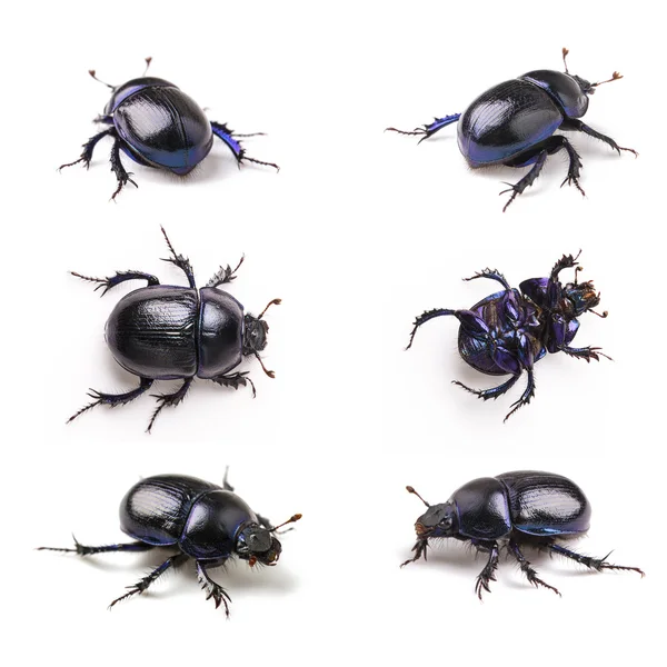 Dung beetle scarab set collection beetle lucky black beetle lying insect pest control pests wood — Stock Photo, Image