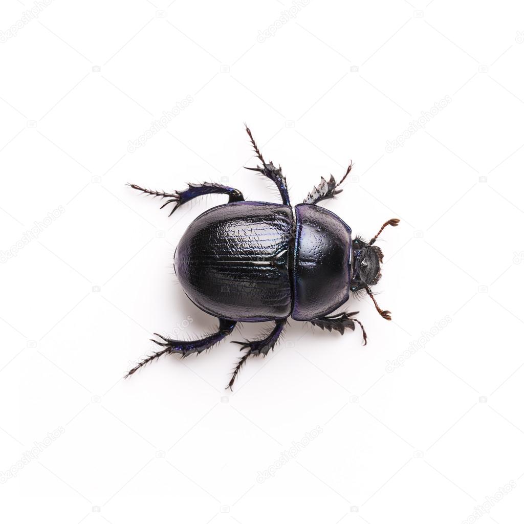 Dung beetle scarab beetle lucky black beetle insect pest control pests woodbeetle