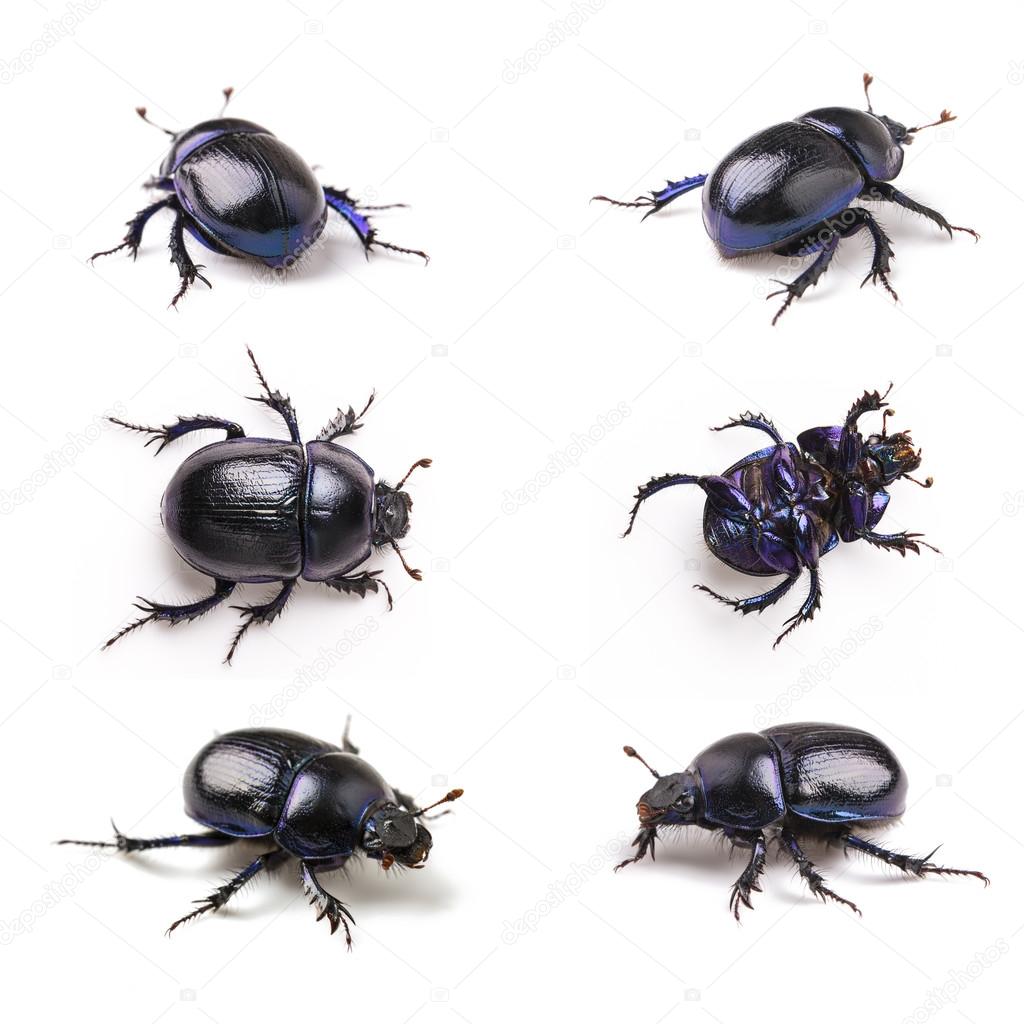 Dung beetle scarab set collection beetle lucky black beetle lying insect pest control pests wood