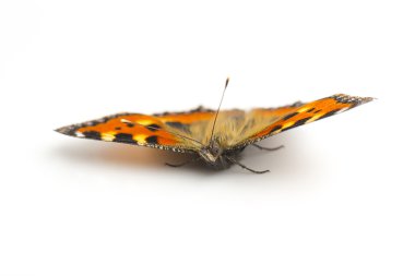 Lepidoptera flutter sinek fleckenfalter bahar güzellik turuncu ampul garde kelebek