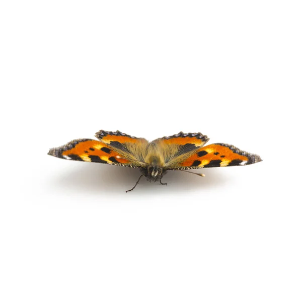 Borboleta Lepidoptera mosca flutter Fleckenfalter primavera beleza laranja lâmpada garde — Fotografia de Stock