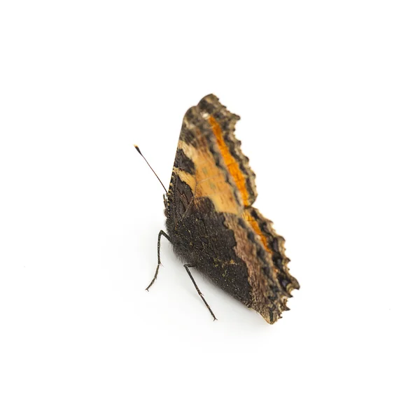 鱗翅目フラッタ フライ fleckenfalter 春の美しさのオレンジ色の電球ガルドを蝶します。 — ストック写真