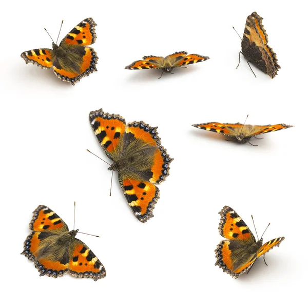 Papillons Lepidoptera set collection flutter mouche Fleckenfalter printemps beauté orange ampoule garde — Photo