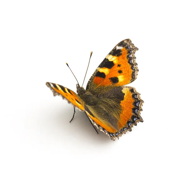 Butterfly lepidoptera flutter vliegen fleckenfalter spring beauty oranje lamp garde — Stockfoto