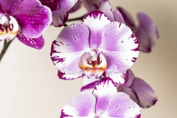 ピンクの蘭の花植物化粧品スパ部屋花装飾花バレンタイン ギフト — ストック写真