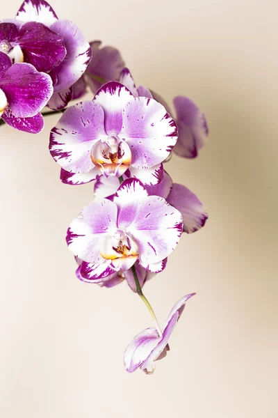 Rózsaszín orchidea virág növény kozmetikai spa szoba virág dekoráció virág Valentin ajándék — Stock Fotó