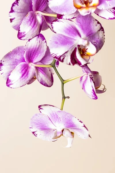 Pink orchid flower flora cosmetics spa room flower decoration flower valentine gift — Stock Photo, Image