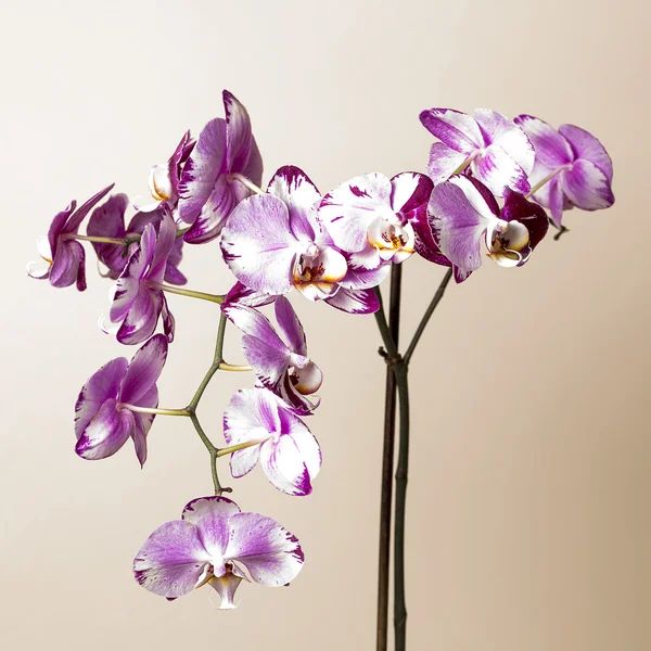Roze orchideebloem flora cosmetica spa kamer bloem decoratie bloem Valentijn cadeau — Stockfoto