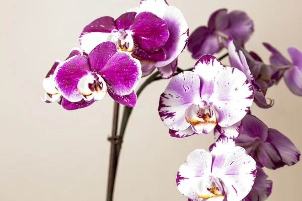 Różowy kwiat orchidei flory kosmetyki spa pokój kwiat ozdoba kwiat Walentynki prezent — Zdjęcie stockowe