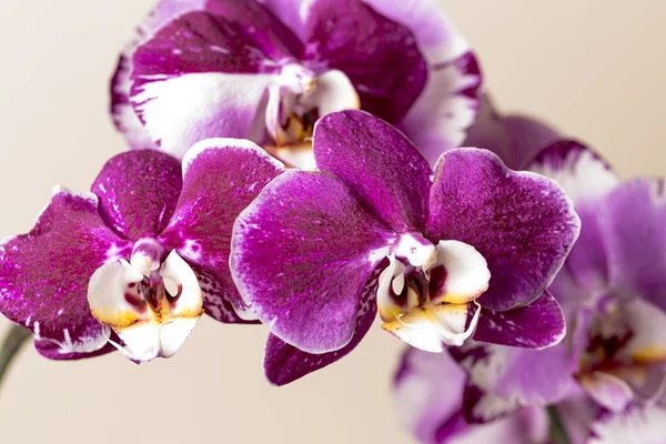 Rózsaszín orchidea virág növény kozmetikai spa szoba virág dekoráció virág Valentin ajándék — Stock Fotó