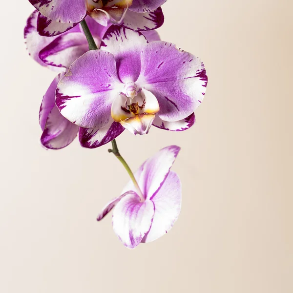 ピンクの蘭の花植物化粧品スパ部屋花装飾花バレンタイン ギフト — ストック写真