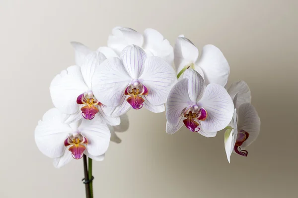 Pink orchid flower spa white flora flower gift cosmetics room decoration flower valentine — Stock Photo, Image
