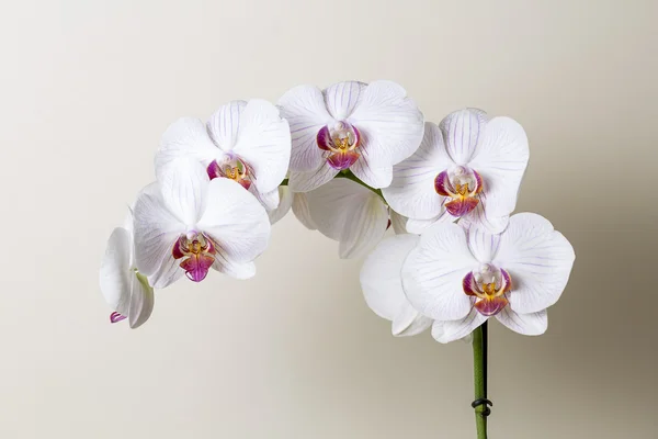 Roze orchideebloem spa witte flora bloem geschenk cosmetica Roomservice decoratie bloem valentine — Stockfoto