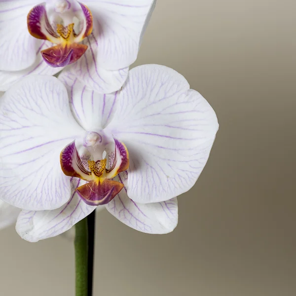 Рожева орхідея квітка спа біла флора подарункова косметика прикраса кімнати квітка Валентина — стокове фото