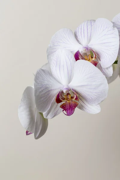 Rózsaszín orchidea virág spa növény fehér virág ajándék kozmetikumok terem dekoráció virág Valentin — Stock Fotó