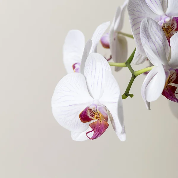 ピンクの蘭の花スパ白い植物花ギフト化粧品ルーム装飾花バレンタイン — ストック写真