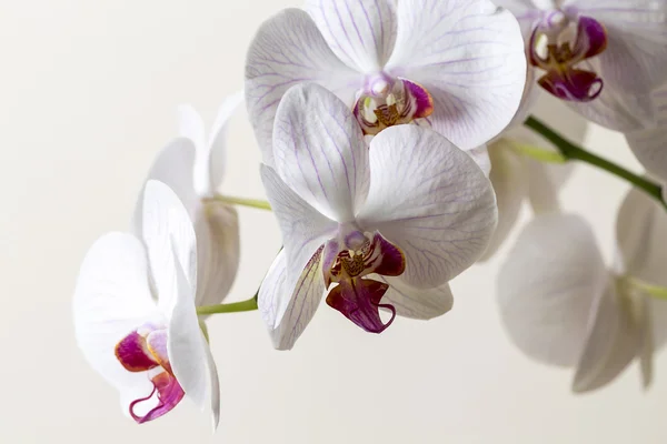 ピンクの蘭の花スパ白い植物花ギフト化粧品ルーム装飾花バレンタイン — ストック写真