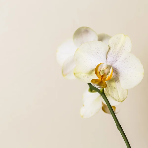 Sarı orkide çiçek spa kozmetik kahverengi flora çiçek hediye Oda Dekorasyon çiçek Sevgililer — Stok fotoğraf