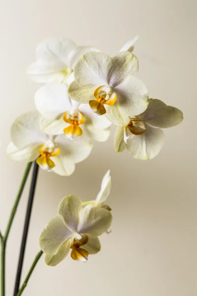 Yellow orchid flower spa cosmetics brown flora flower gift room decoration flower valentine — Stock Photo, Image