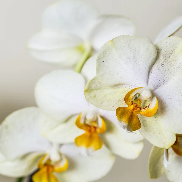 Yellow orchid flower spa cosmetics brown flora flower gift room decoration flower valentine — Stock Photo, Image