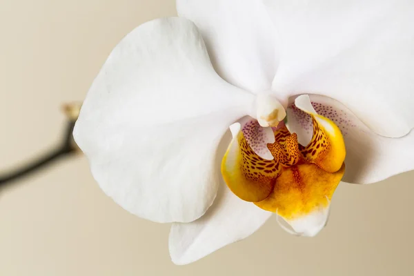 White orchid flower flora brown room spa spring flower gift valentine cosmetics — Stock Photo, Image