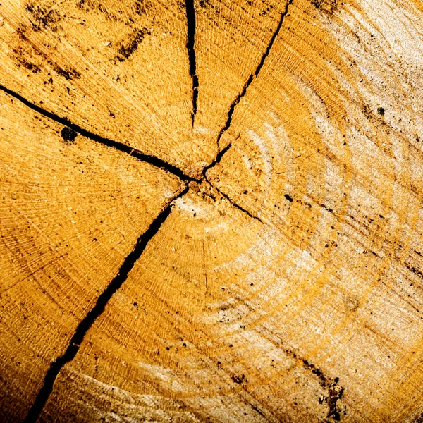 Fire wood stove fireplace wood tree texture knot pattern hardwood