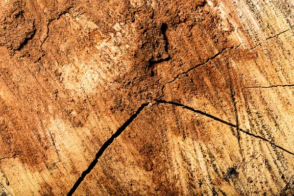 Структура дерева вузол дерев'яної дошки візерунок старе дерево текстура зерна листяних порід матеріал кільця дошка — стокове фото