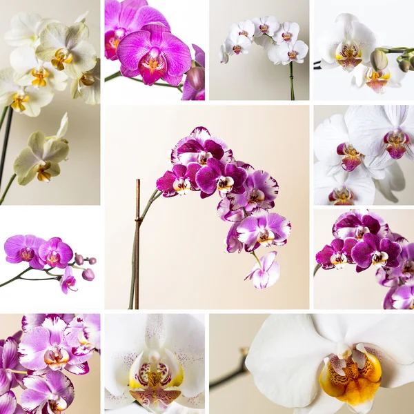 Rózsaszín orchidea set gyűjtemény virág növény kozmetikai spa szoba virág dekoráció virág Valentin ajándék — Stock Fotó