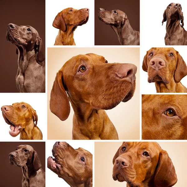 Hungarian Vizsla Magyar set collage hunting dog breed Ponteiros hunter pet weimaraner dog house — Fotografia de Stock