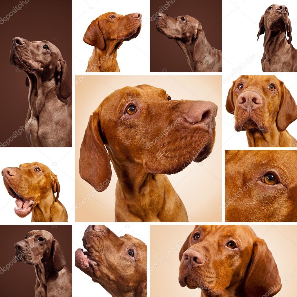 Hungarian Vizsla Magyar set collage hunting dog breed Pointers hunter pet weimaraner dog house