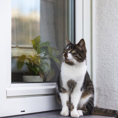 sokak kedisi vahşi kedi evi kedi pencere pervazına evcil kedi kedi gıda meow streuner sadık