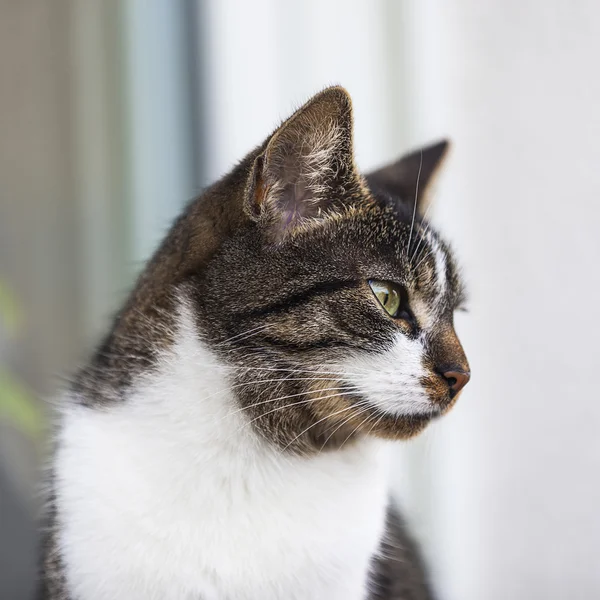 Уличный кот дикий кот дом кот питомец кошка корм мяу стрейнер верующих — стоковое фото