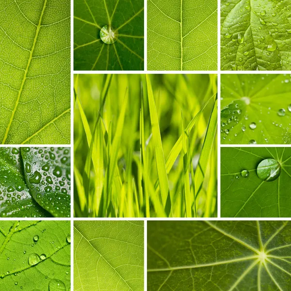 Foglia gocce d'acqua set collage foglia vene vena roll off gocce di pioggia, natura, ambiente lotuseffekt erba — Foto Stock