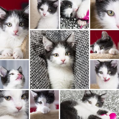 Bebek kedi dilini bıyık sadık arıyor oyun seti ev kedi pet pisi pisi kolaj