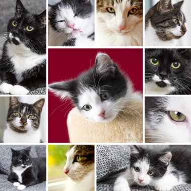 Bebek kedi dilini bıyık sadık arıyor oyun seti ev kedi pet pisi pisi kolaj