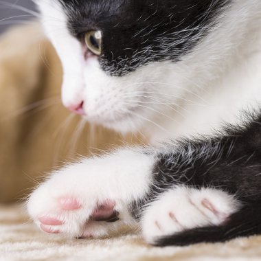 Bebek kedi oyun evi pençe kedi evcil kedi kedi gıda Miyav kitty bıyık sadık arıyorum