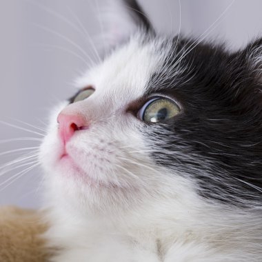 Bebek kedi oyun evi pençe kedi evcil kedi kedi gıda Miyav kitty bıyık sadık arıyorum