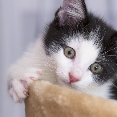 Bebek kedi oyun evi pençe kedi evcil kedi kedi gıda Miyav kitty bıyık sadık arıyorum