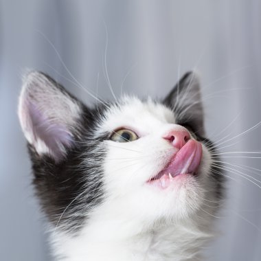 Bebek kedi oyun yalamak evi pençe kedi evcil kedi kedi gıda Miyav kitty bıyık sadık arıyorum
